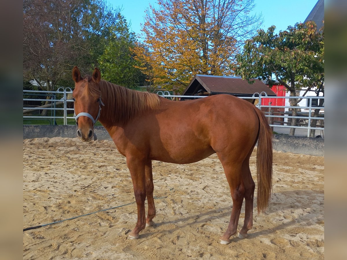 American Quarter Horse Hengst 1 Jaar 150 cm Vos in Harth-Pöllnitz