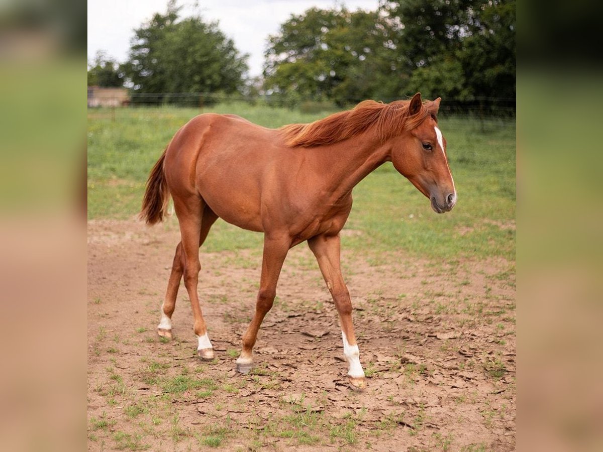 American Quarter Horse Hengst 1 Jaar 150 cm Vos in Zeulenroda