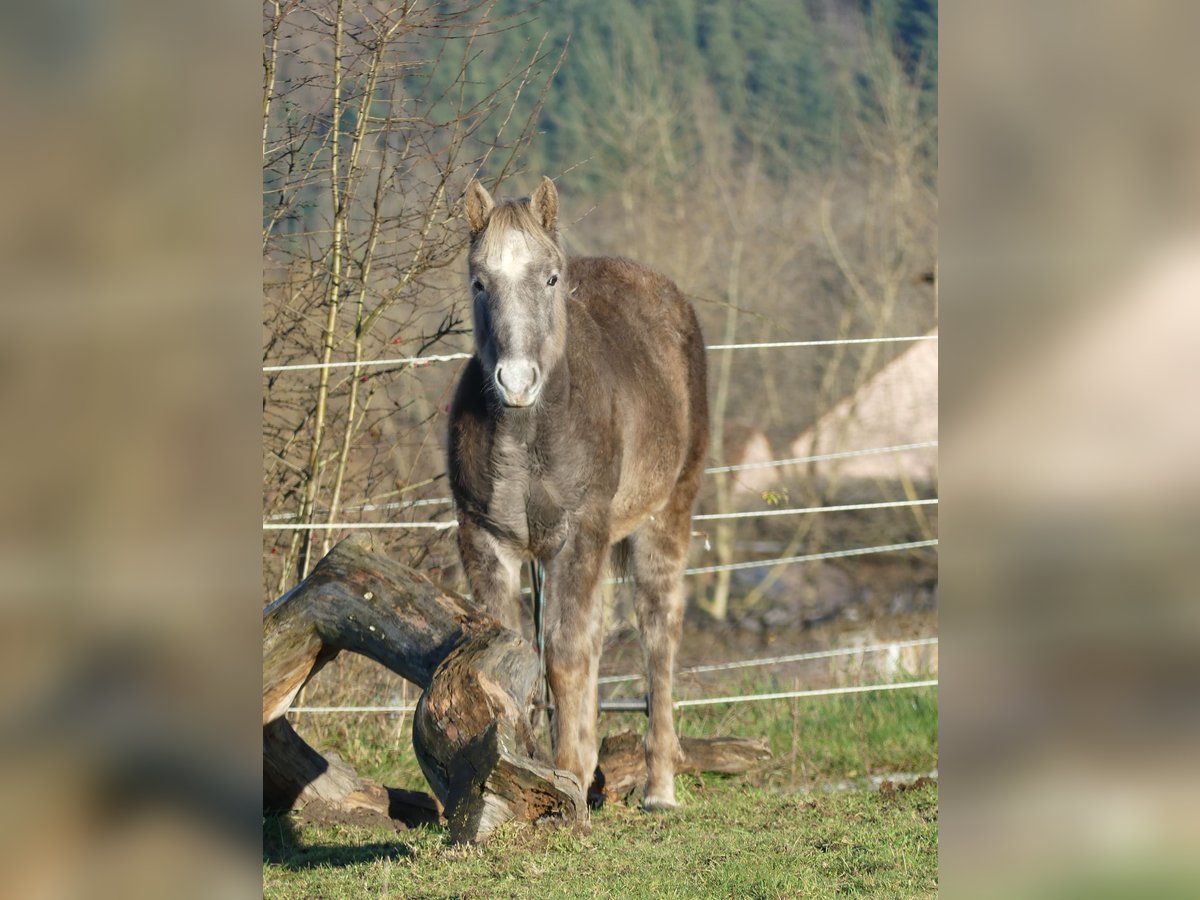 American Quarter Horse Hengst 1 Jaar 150 cm in Geiselwind