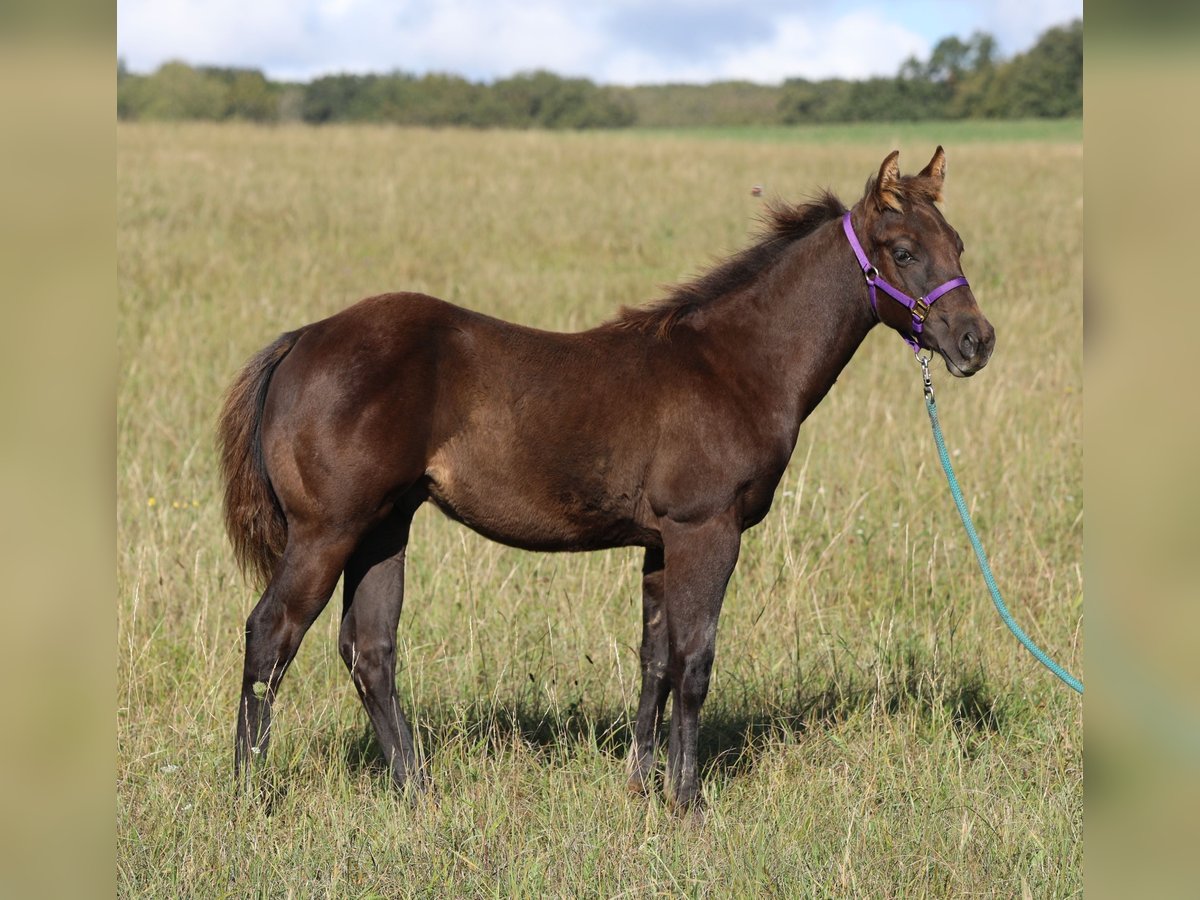 American Quarter Horse Hengst 1 Jaar 150 cm in Poppenhausen