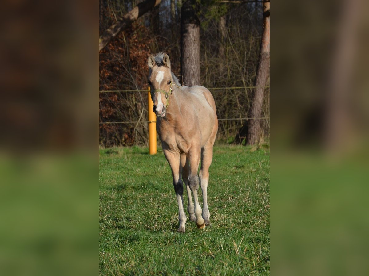 American Quarter Horse Hengst 1 Jaar 151 cm Buckskin in Nordhorn