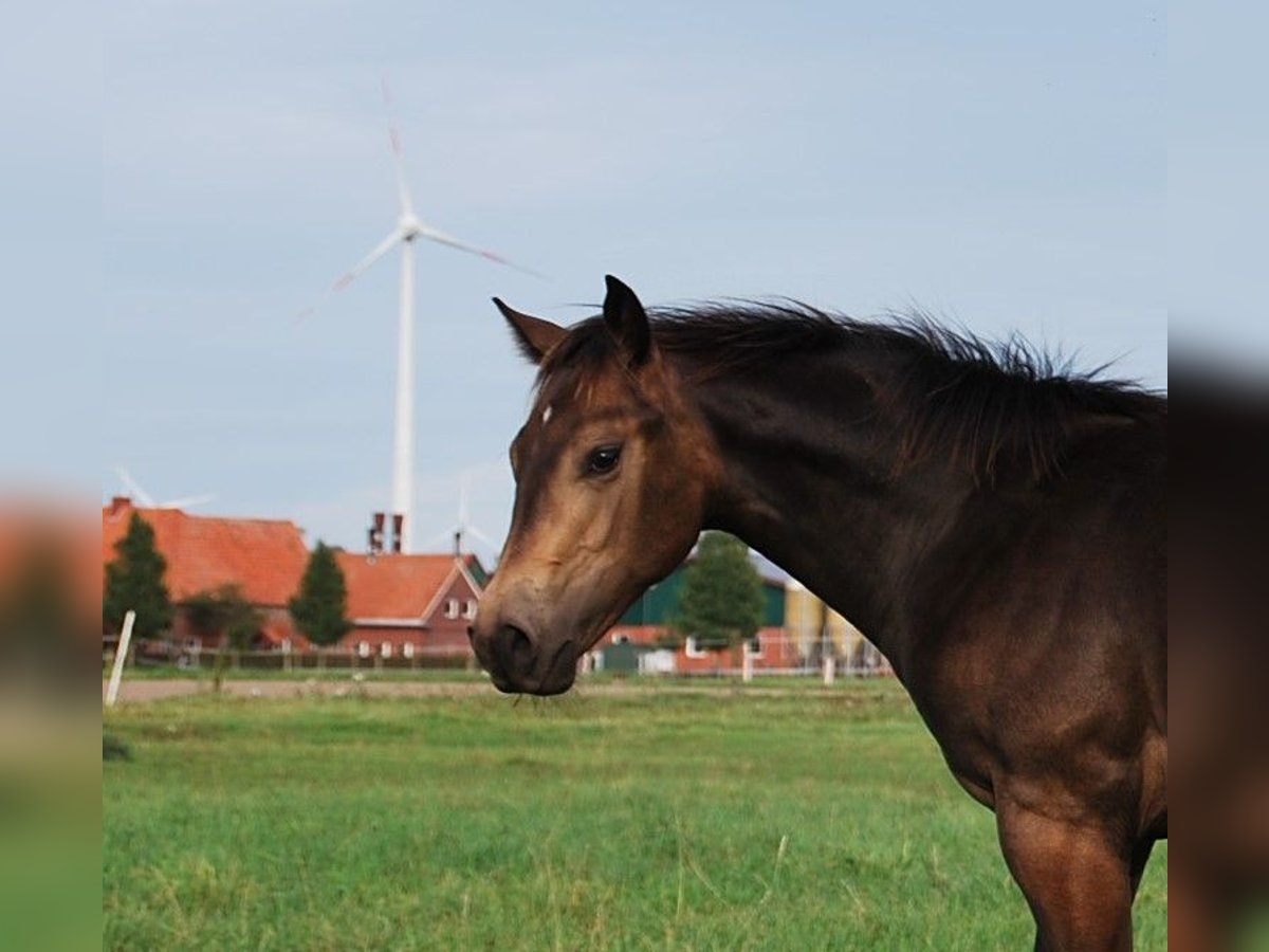 American Quarter Horse Hengst 1 Jaar 152 cm Buckskin in Legden