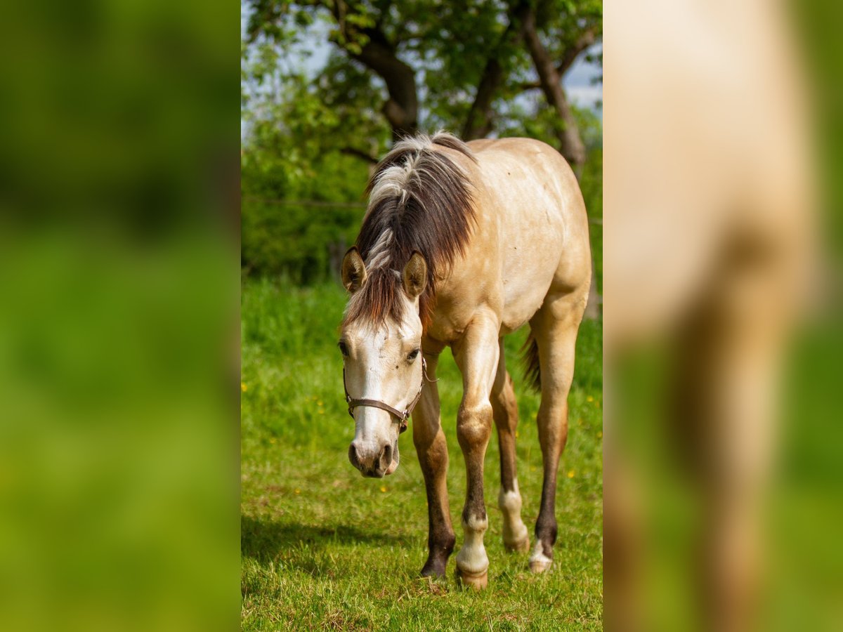 American Quarter Horse Hengst 1 Jaar 152 cm Buckskin in Alfeld (Leine)