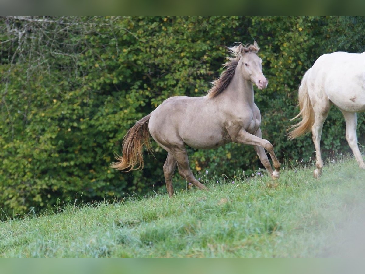 American Quarter Horse Hengst 1 Jaar 152 cm Champagne in Weinähr