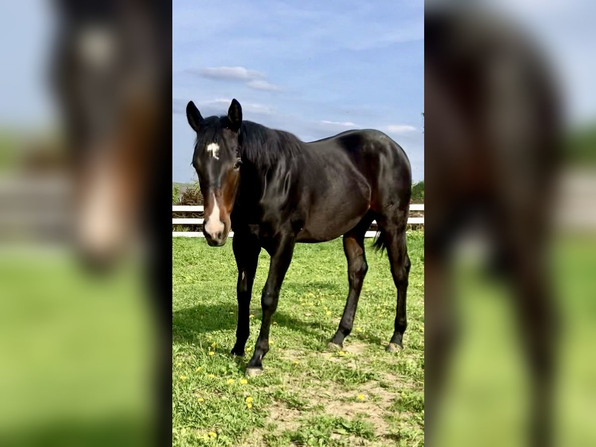 American Quarter Horse Hengst 1 Jaar 152 cm Donkerbruin in Skrzyszów