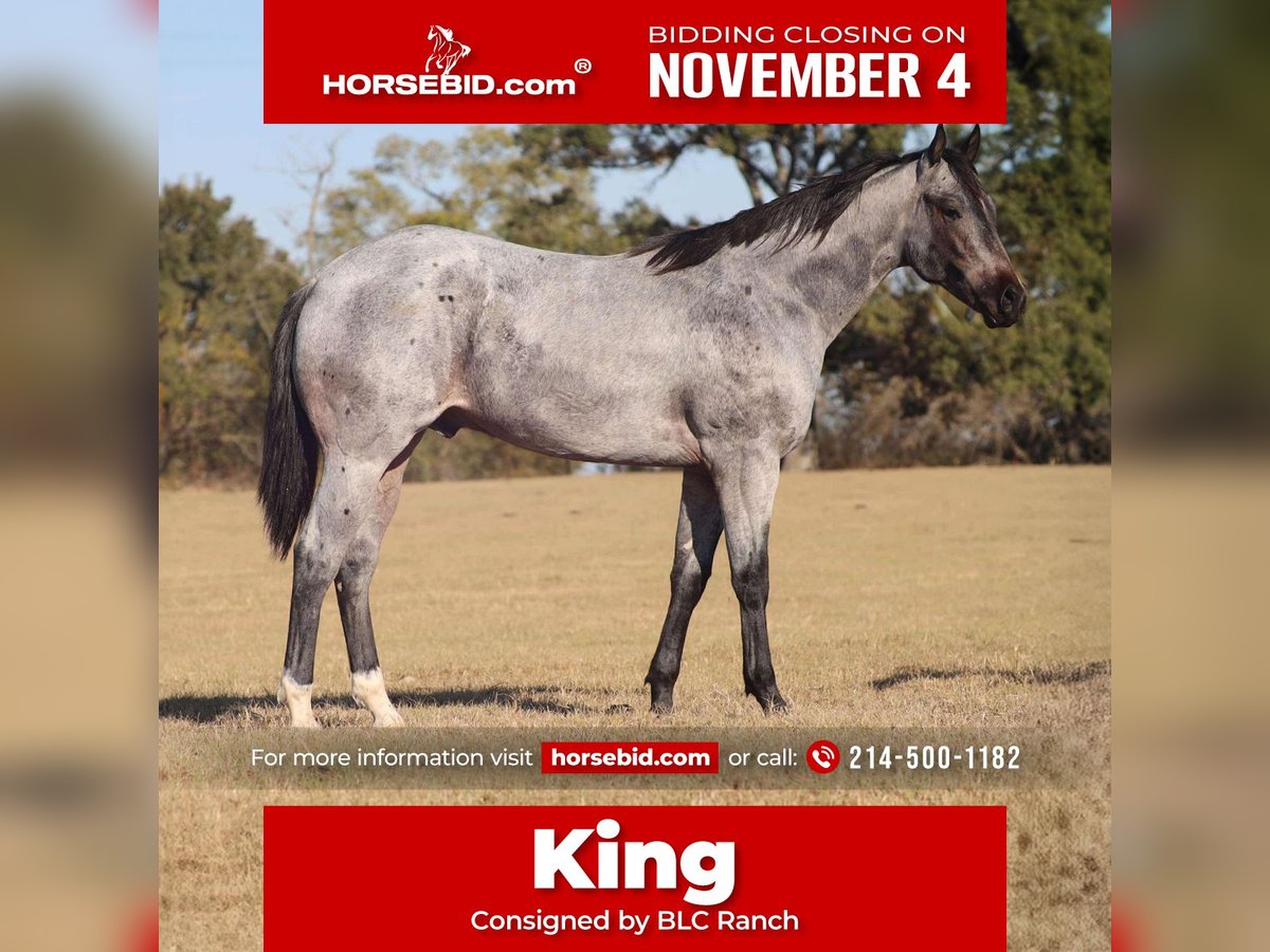 American Quarter Horse Hengst 1 Jaar 152 cm Roan-Blue in Grand Saline