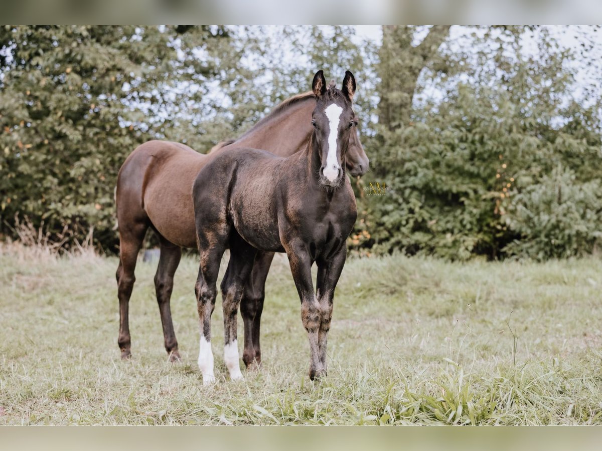 American Quarter Horse Hengst 1 Jaar 152 cm Zwart in Steyerberg