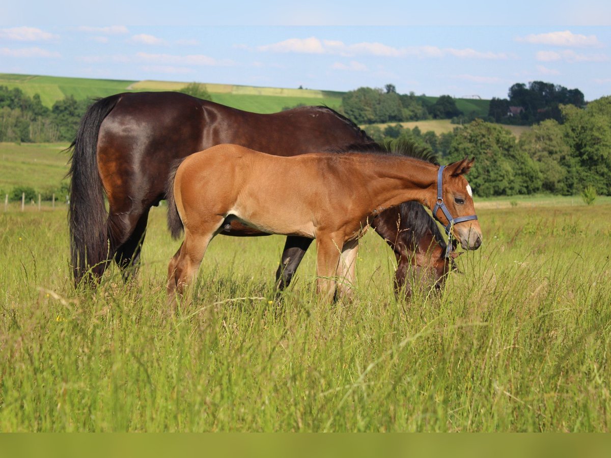 American Quarter Horse Hengst 1 Jaar 153 cm Buckskin in Welzheim