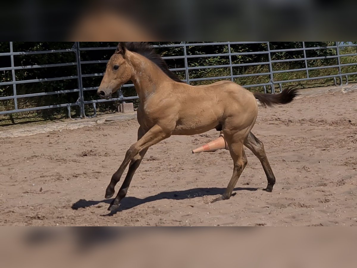 American Quarter Horse Hengst 1 Jaar 153 cm Buckskin in Langenbach