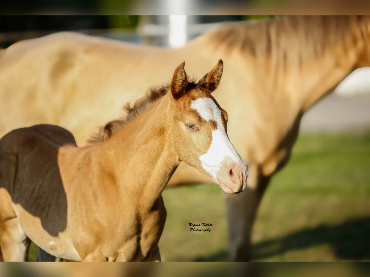 American Quarter Horse Hengst 1 Jaar 153 cm Champagne in GreußenheimGreußenheim