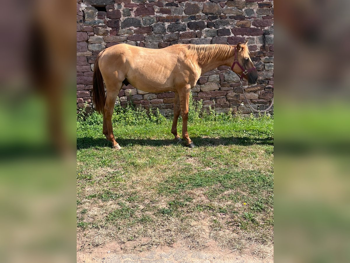 American Quarter Horse Hengst 1 Jaar 153 cm Red Dun in Reichelsheim