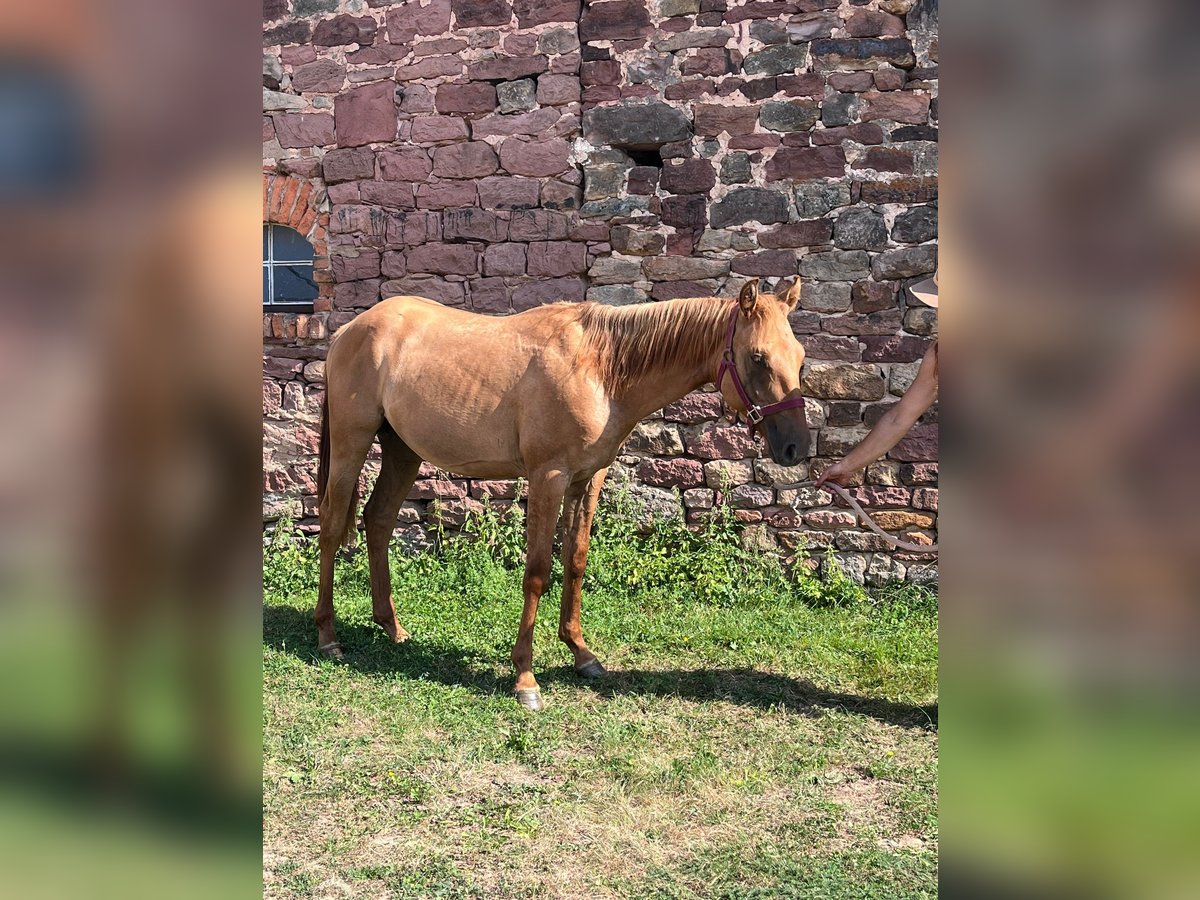 American Quarter Horse Hengst 1 Jaar 153 cm Red Dun in Reichelsheim