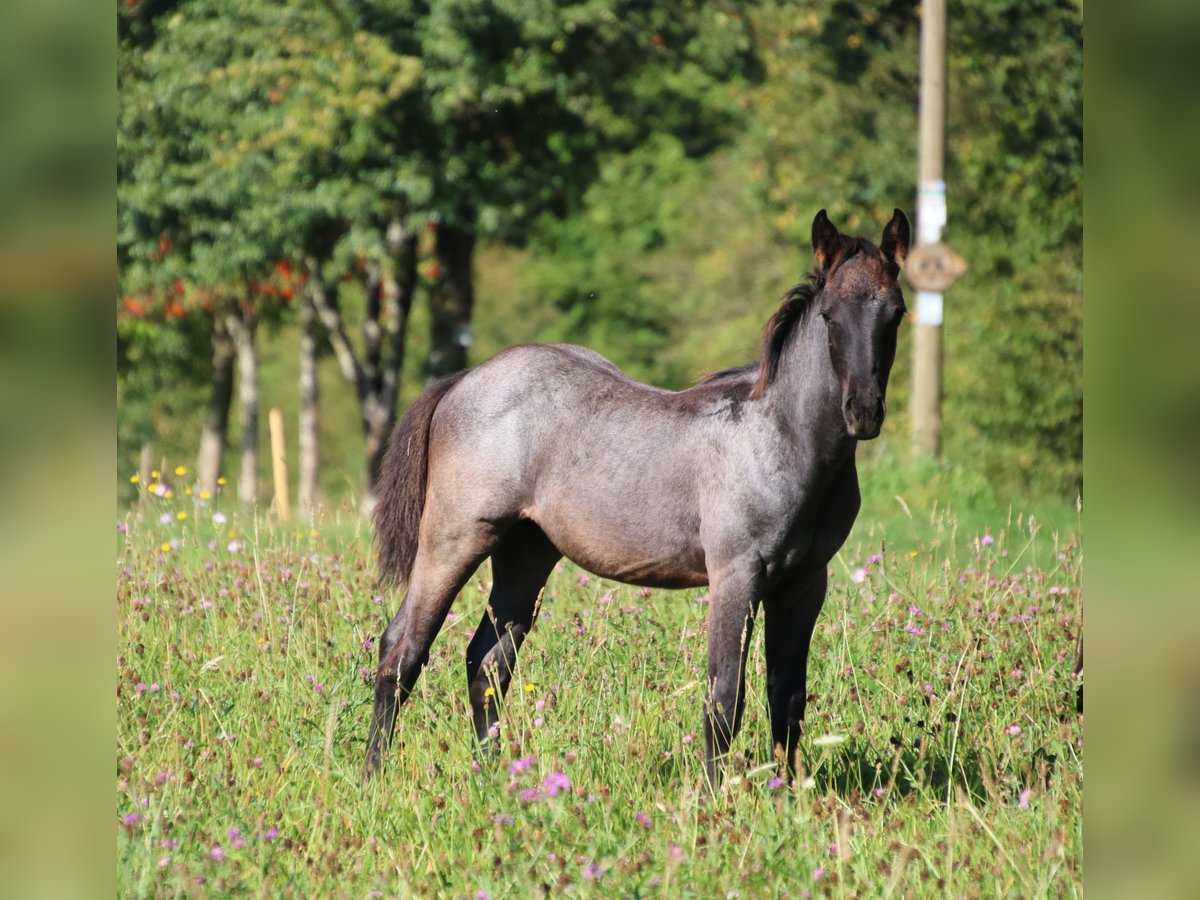 American Quarter Horse Hengst 1 Jaar 153 cm Roan-Blue in Breitenbach