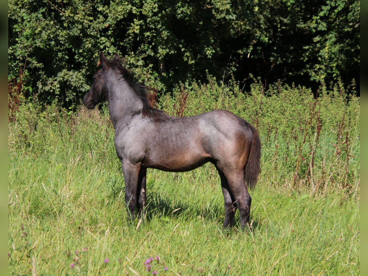 American Quarter Horse Hengst 1 Jaar 153 cm Roan-Blue in Breitenbach