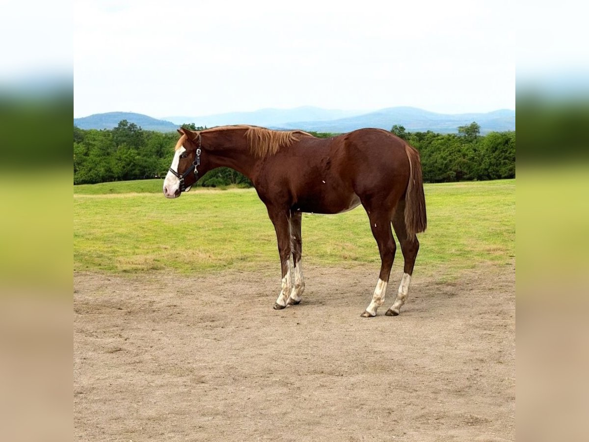 American Quarter Horse Hengst 1 Jaar 153 cm Vos in Königsmoos