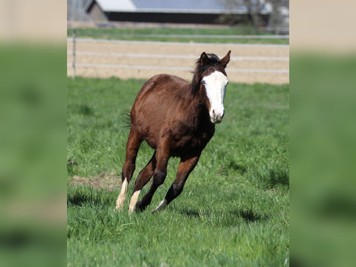 American Quarter Horse Hengst 1 Jaar 154 cm Bruin in Waldshut-Tiengen