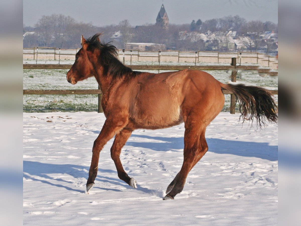 American Quarter Horse Hengst 1 Jaar 154 cm Falbe in Düsseldorf