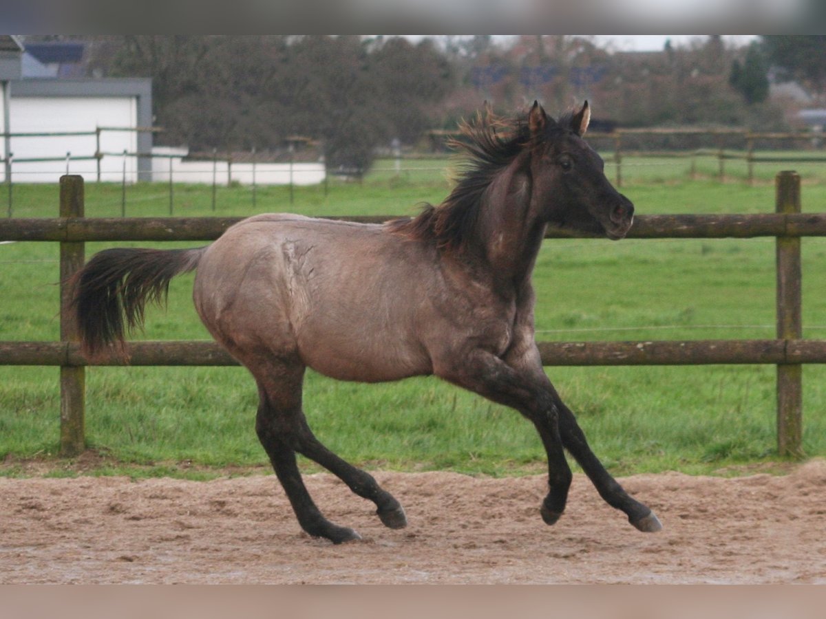 American Quarter Horse Hengst 1 Jaar 154 cm Grullo in Düsseldorf