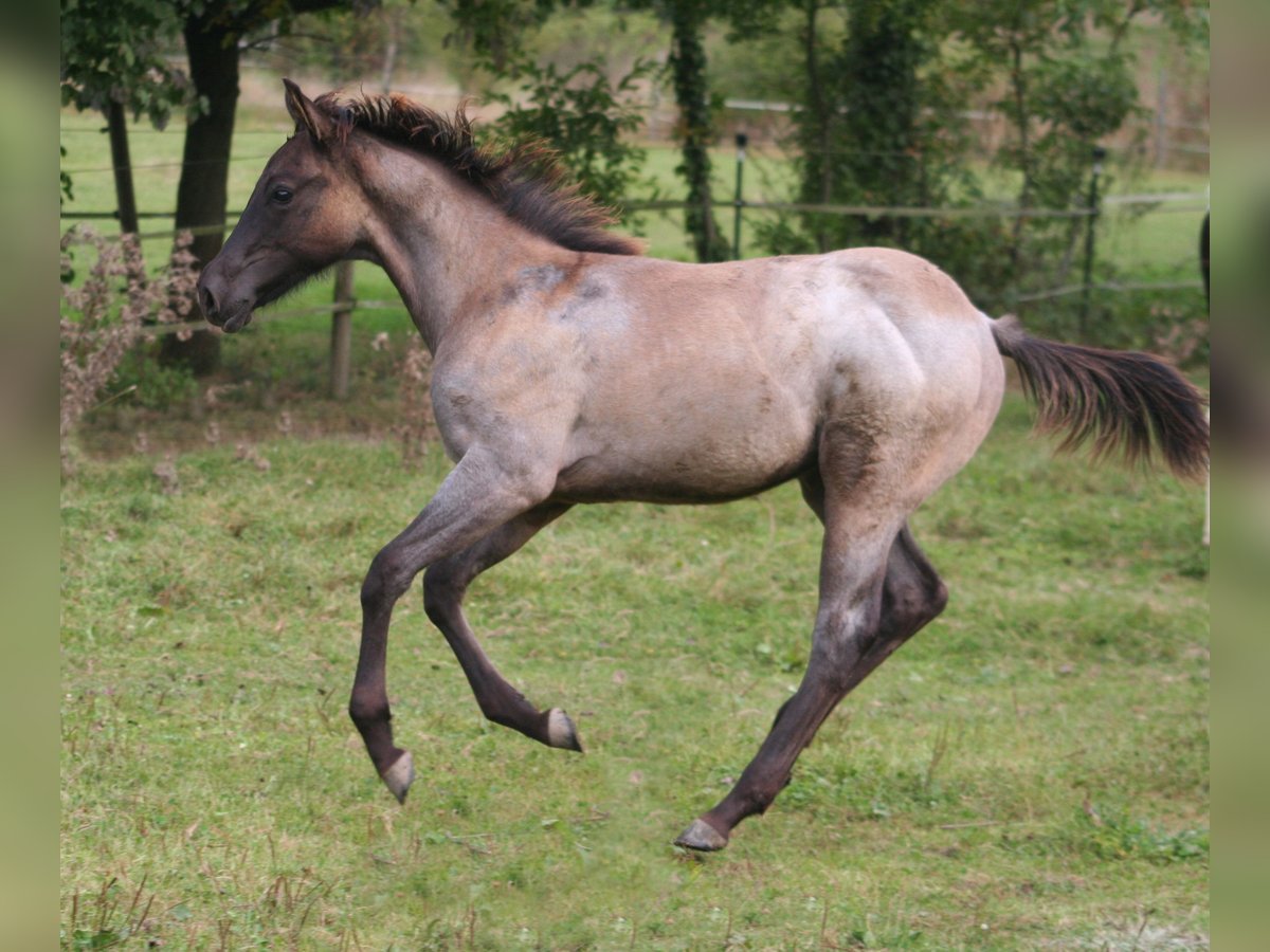 American Quarter Horse Hengst 1 Jaar 154 cm Grullo in Düsseldorf