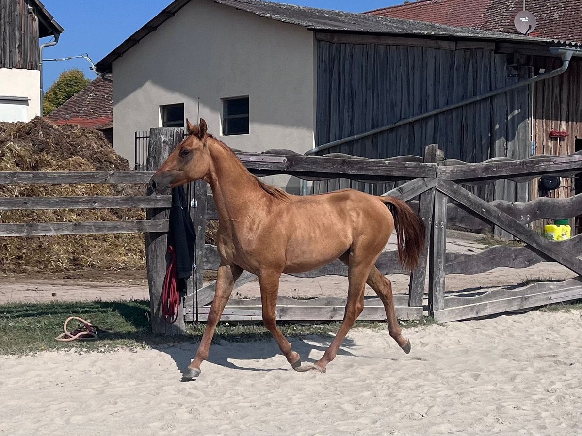 American Quarter Horse Hengst 1 Jaar 154 cm Red Dun in Reichelsheim