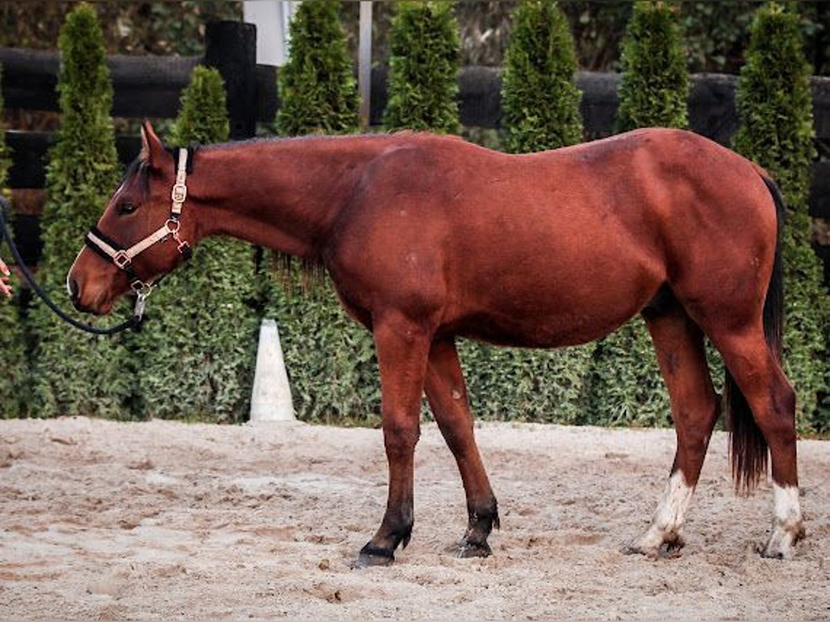 American Quarter Horse Mix Hengst 1 Jaar 155 cm Bruin in Forst