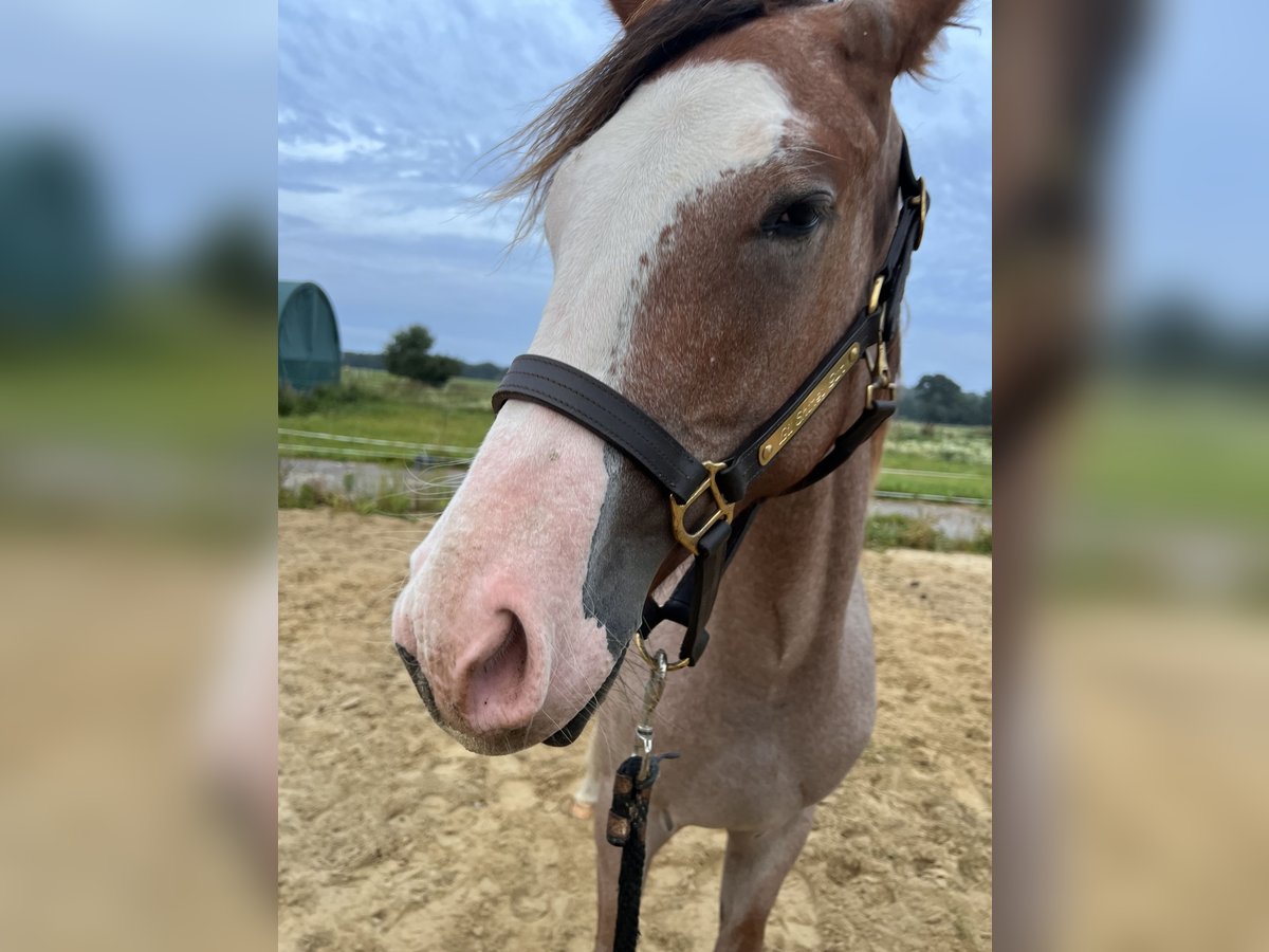 American Quarter Horse Mix Hengst 1 Jaar 155 cm Overo-alle-kleuren in Gelbensande