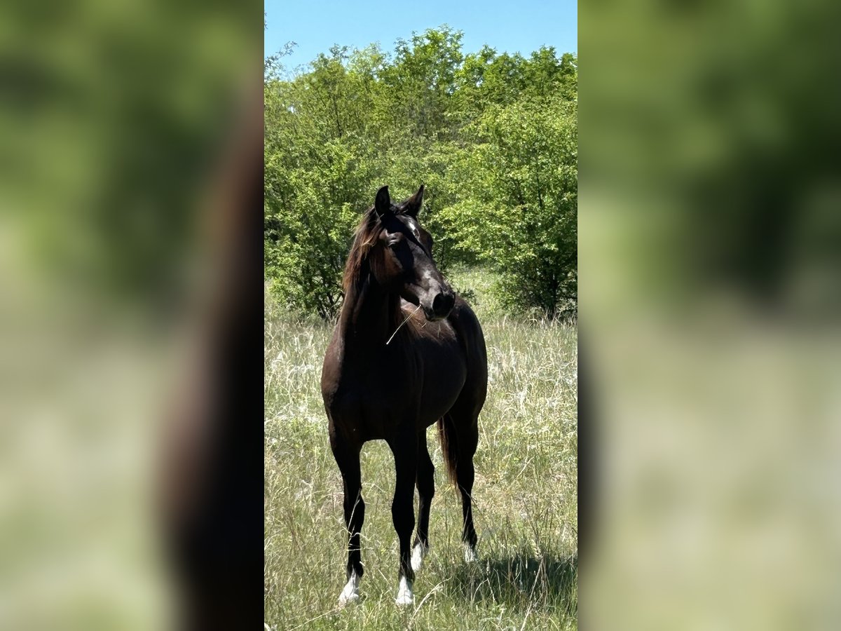 American Quarter Horse Hengst 1 Jaar 155 cm Zwartbruin in Wieda