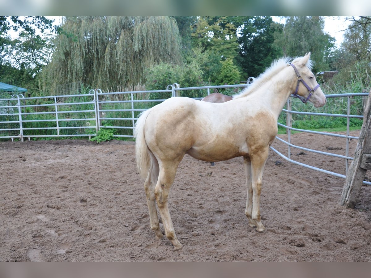 American Quarter Horse Hengst 1 Jaar 156 cm Champagne in Bückeburg Evesen