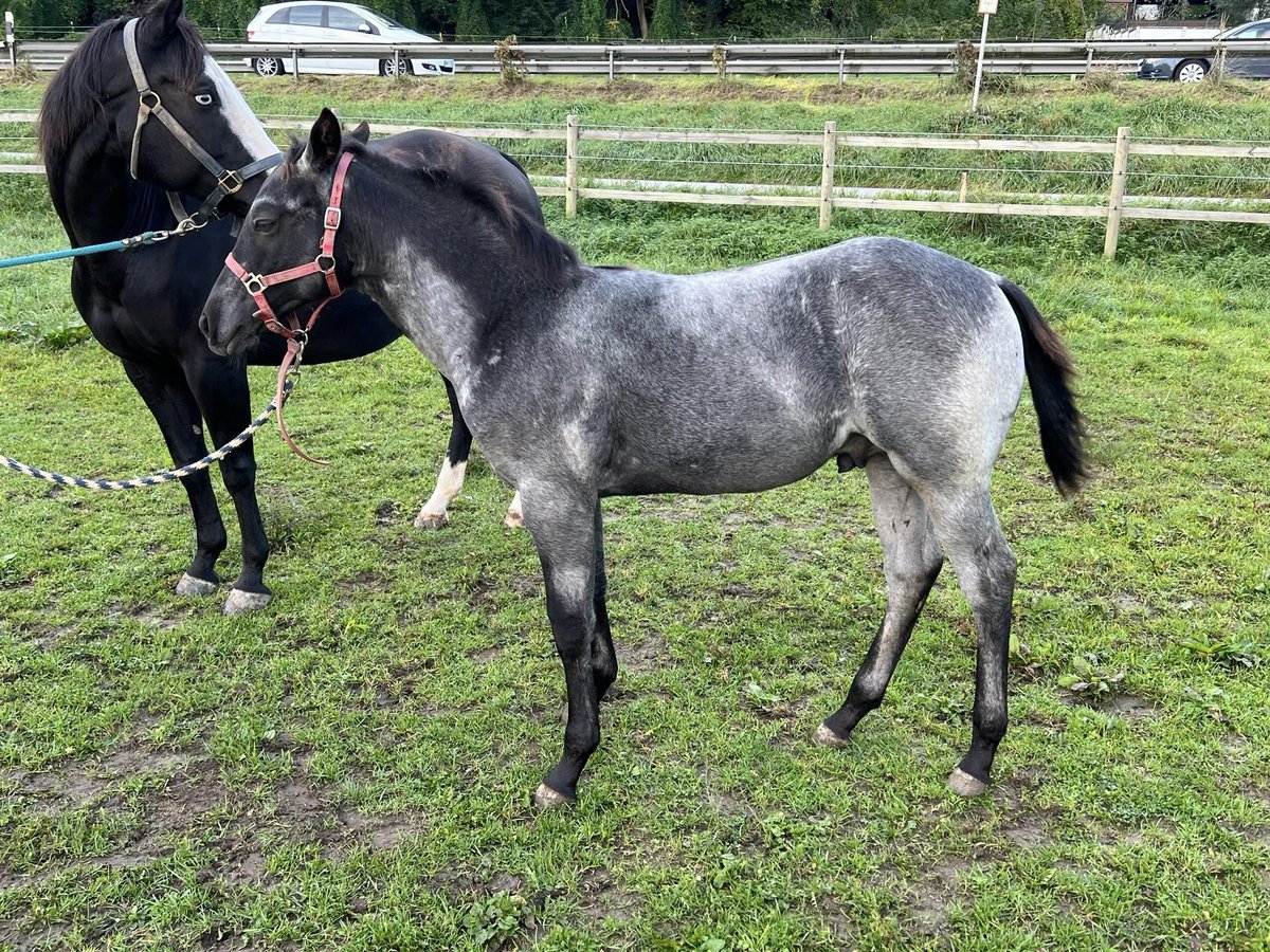 American Quarter Horse Hengst 1 Jaar 156 cm Roan-Blue in Bad Abbach