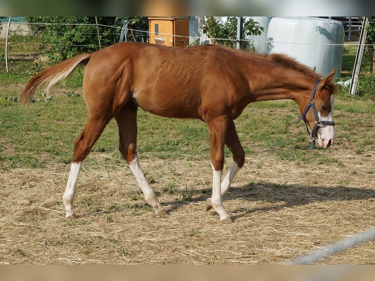 American Quarter Horse Hengst 1 Jaar 156 cm Vos in Nerenstetten