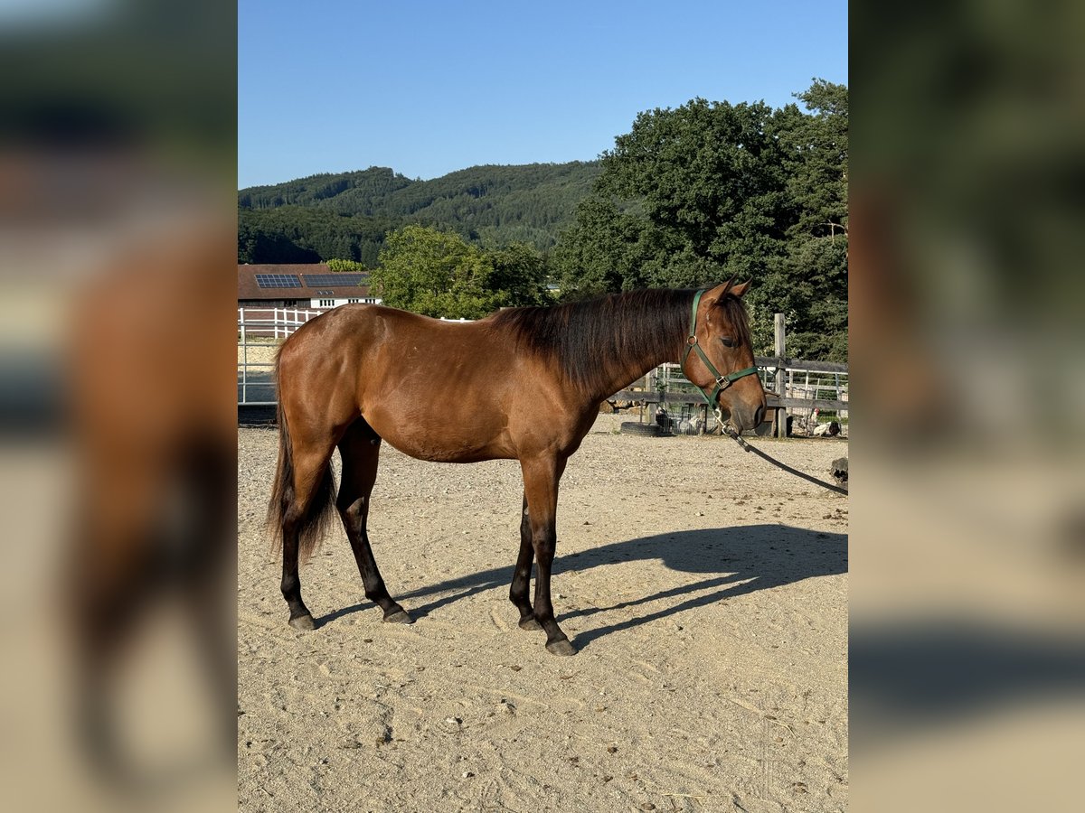 American Quarter Horse Hengst 1 Jaar 160 cm Donkerbruin in Loosdorf