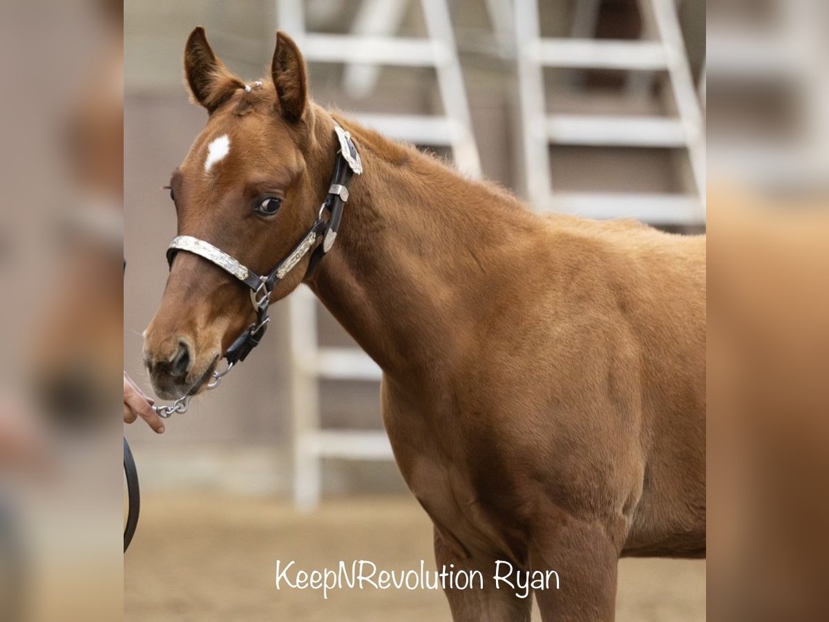 American Quarter Horse Hengst 1 Jaar 160 cm Vos in Midwolde