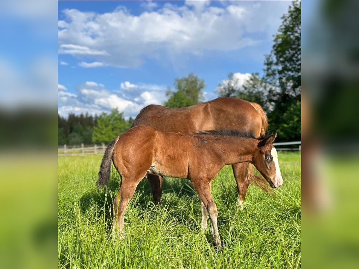 American Quarter Horse Hengst 1 Jaar Bruin in Eurasburg