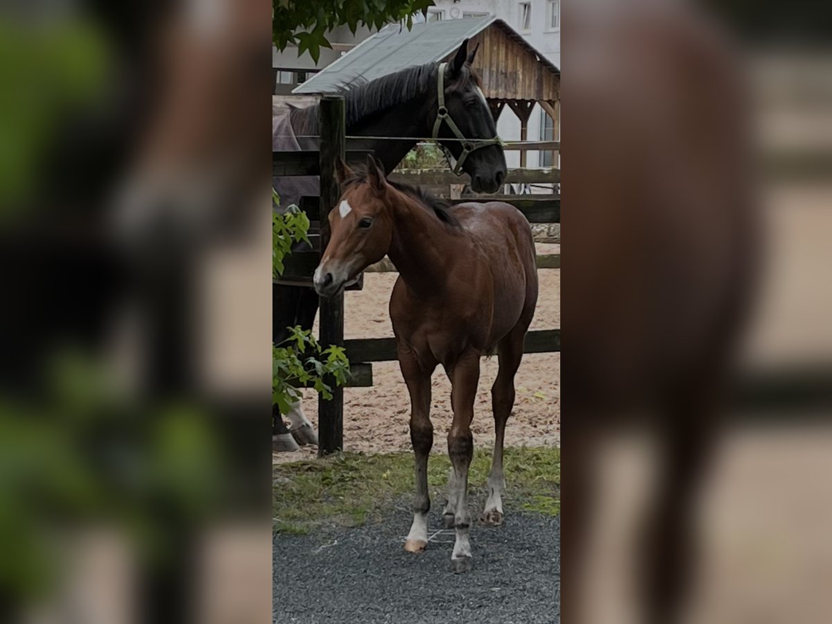 American Quarter Horse Hengst 1 Jaar Bruin in DietzenbachDietzenbach