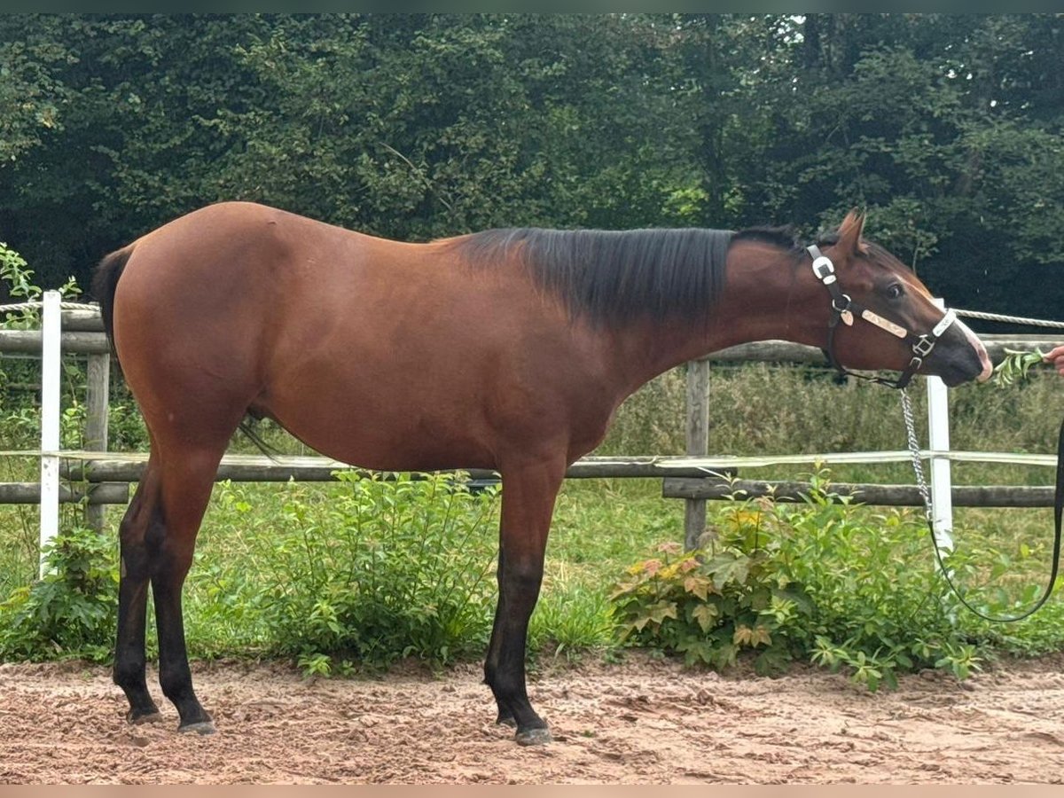 American Quarter Horse Hengst 1 Jaar Bruin in Eurasburg