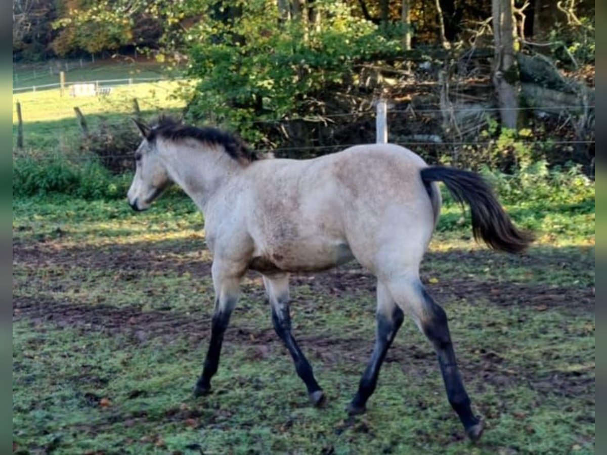 American Quarter Horse Hengst 1 Jaar Buckskin in Auw Bei Prüm