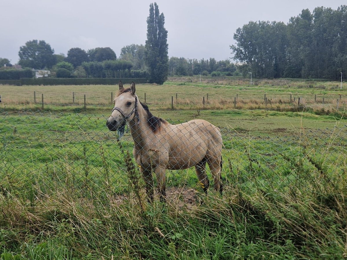 American Quarter Horse Hengst 1 Jaar Buckskin in Kortemark