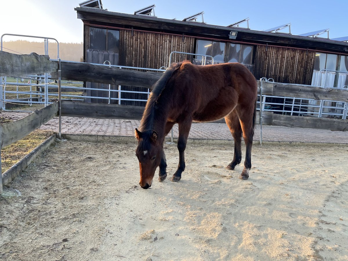 American Quarter Horse Hengst 1 Jaar Donkerbruin in Rosenfeld