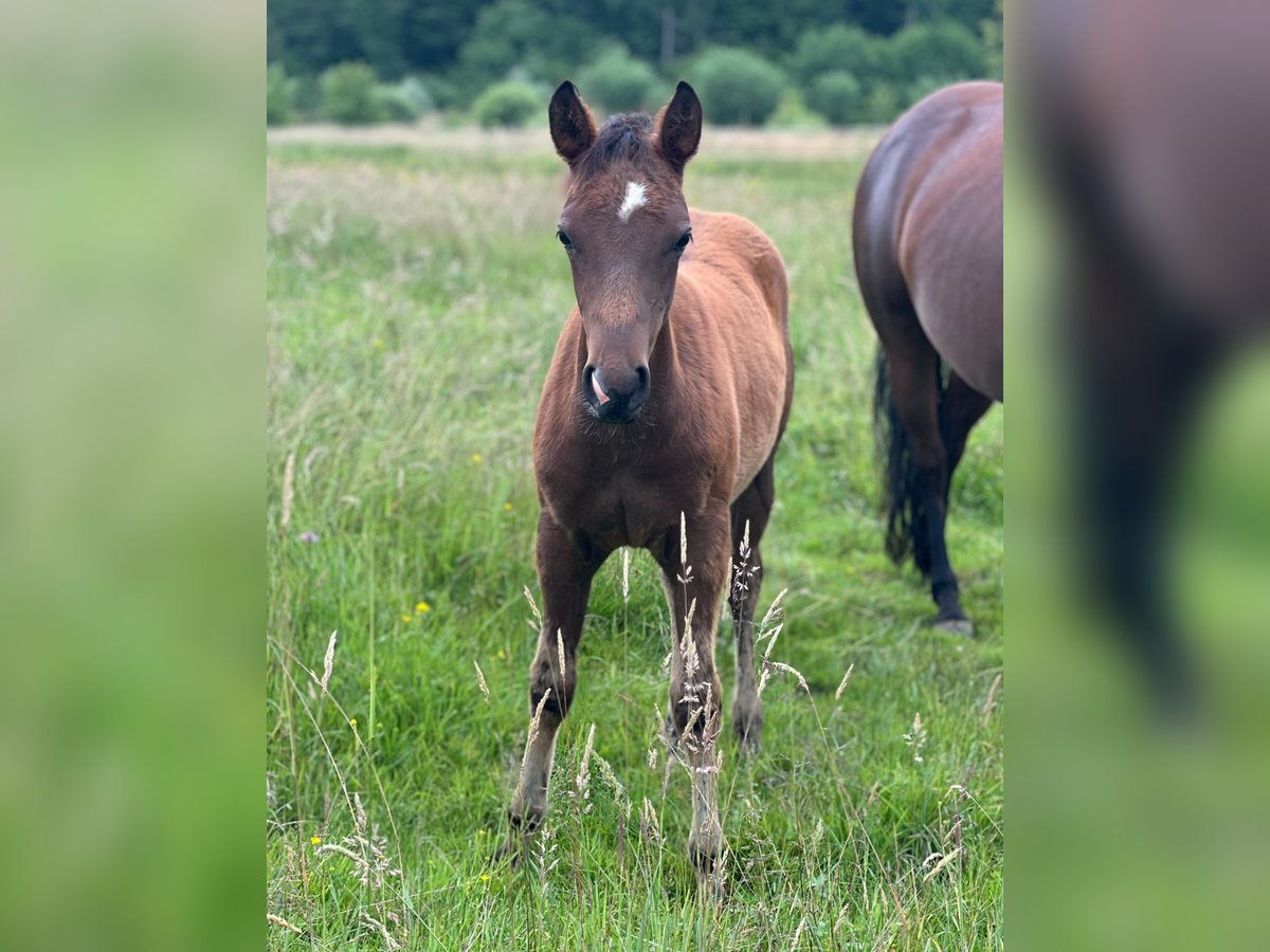 American Quarter Horse Hengst 1 Jaar Donkerbruin in Bois de Gand