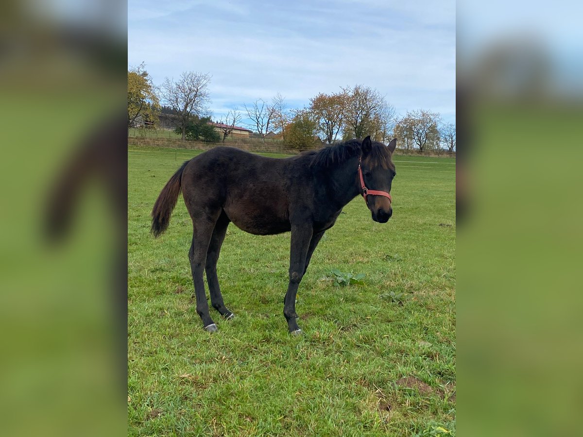 American Quarter Horse Hengst 1 Jaar Donkerbruin in Erbendorf