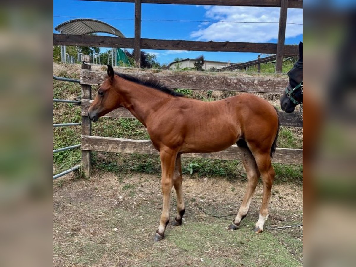 American Quarter Horse Hengst 1 Jaar Donkerbruin in Rheinfelden