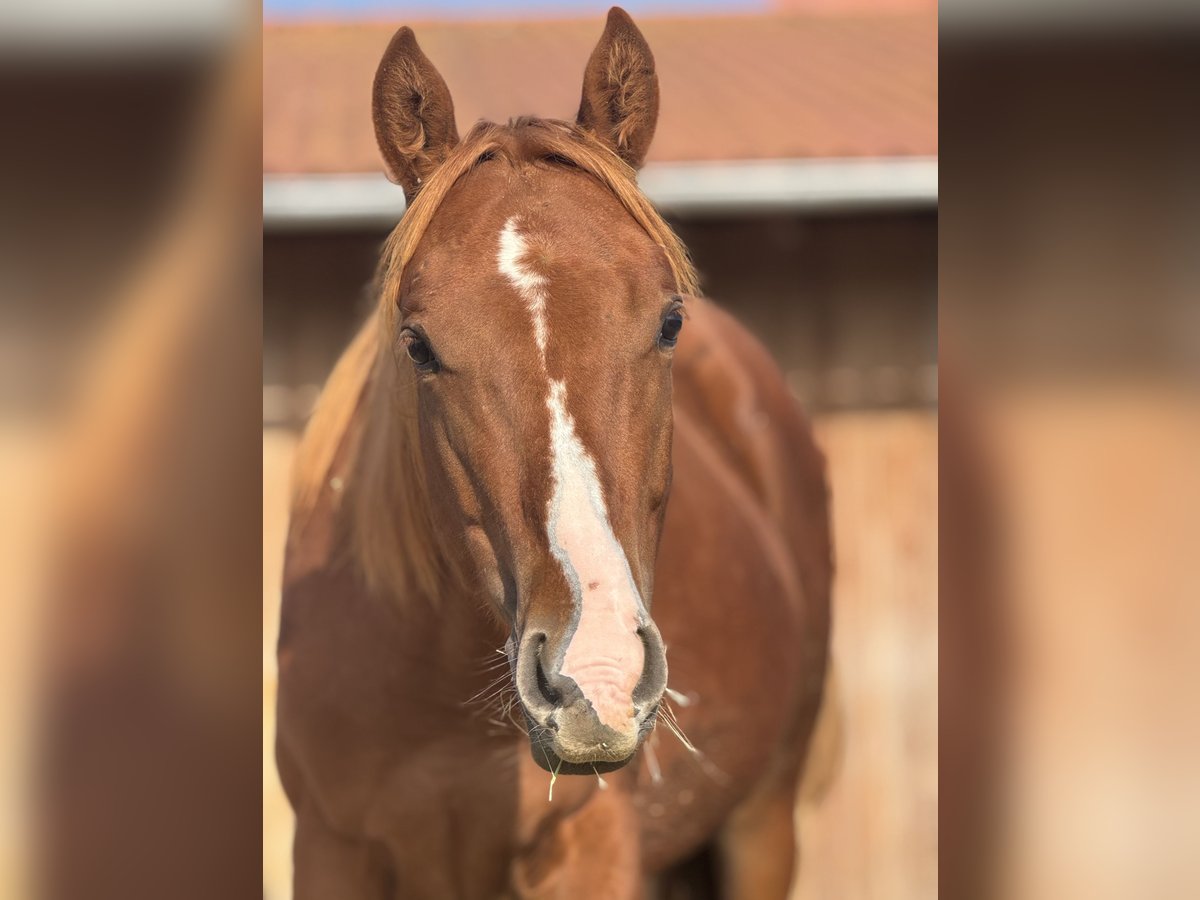 American Quarter Horse Hengst 1 Jaar Donkere-vos in Theilenhofen
