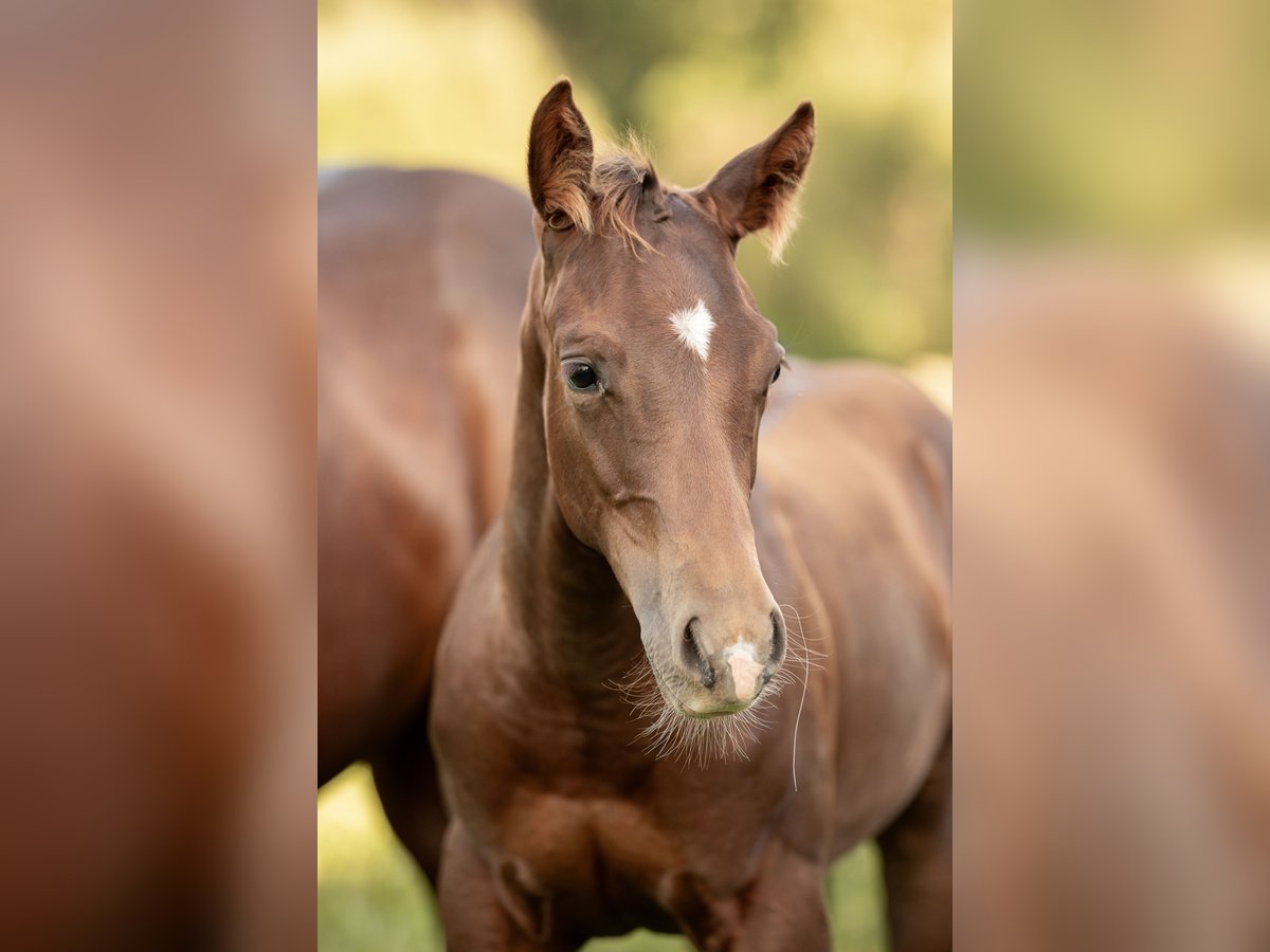 American Quarter Horse Hengst 1 Jaar Donkere-vos in Neunkirchen