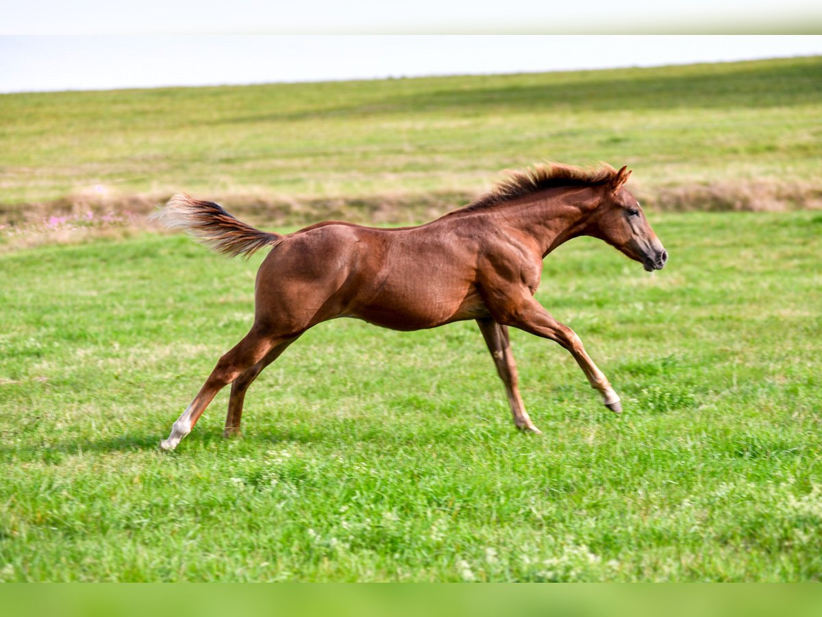 American Quarter Horse Hengst 1 Jaar Donkere-vos in Alfdorf