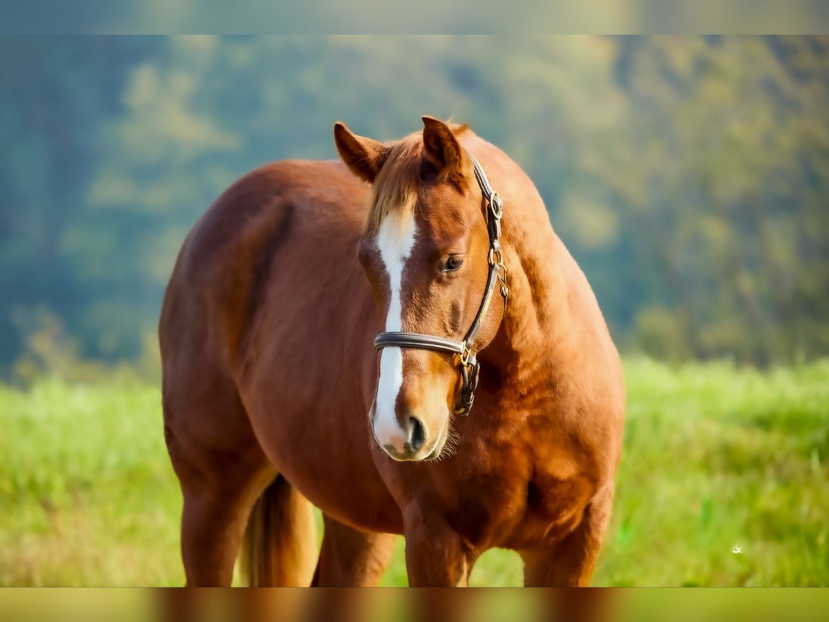 American Quarter Horse Hengst 1 Jaar Donkere-vos in München