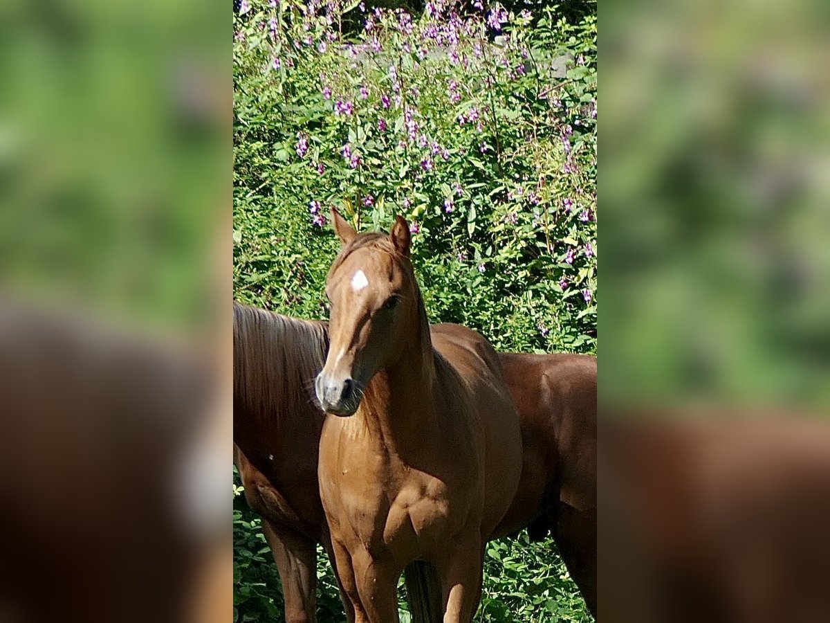 American Quarter Horse Hengst 1 Jaar Donkere-vos in Alfdorf
