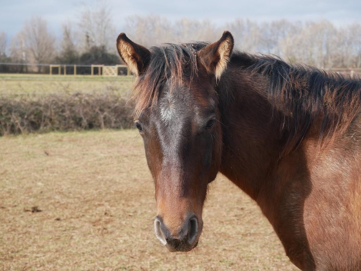 American Quarter Horse Hengst 1 Jaar Grullo in Mouriès