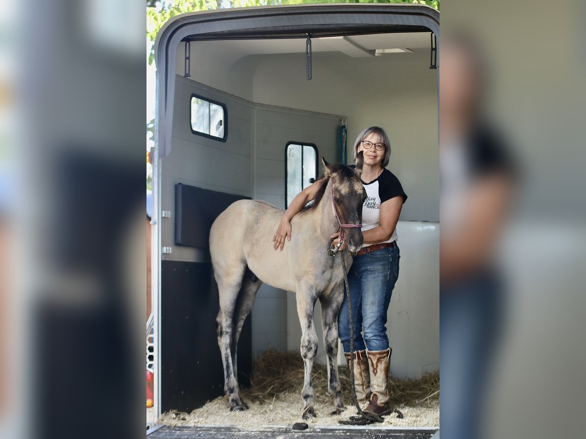 American Quarter Horse Hengst 1 Jaar Grullo in Falkensee