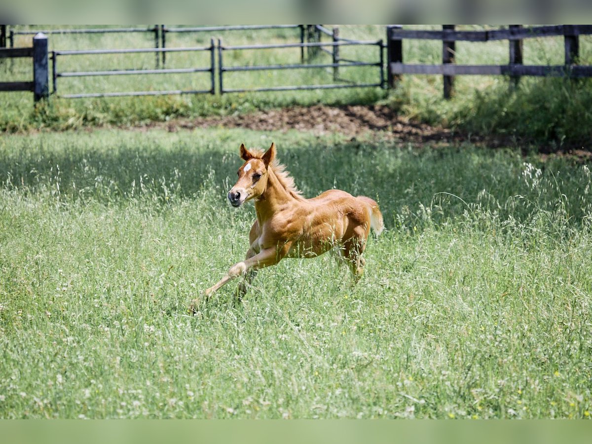 American Quarter Horse Hengst 1 Jaar Lichtbruin in München