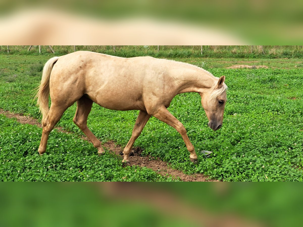 American Quarter Horse Hengst 1 Jaar Palomino in Cascina Elisa